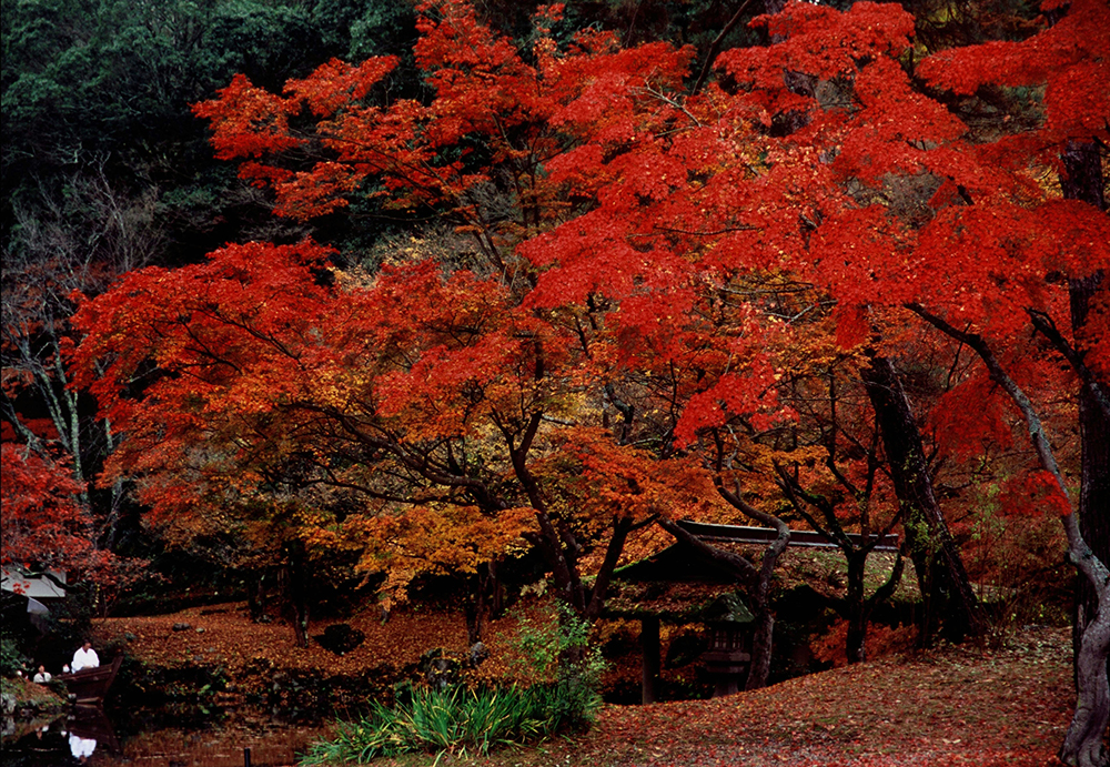 木の花庵（旧岡花家住宅）