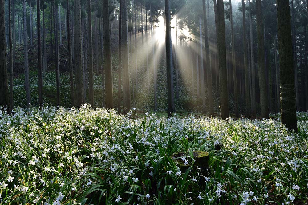 シャガの群生地【綾部市観光】