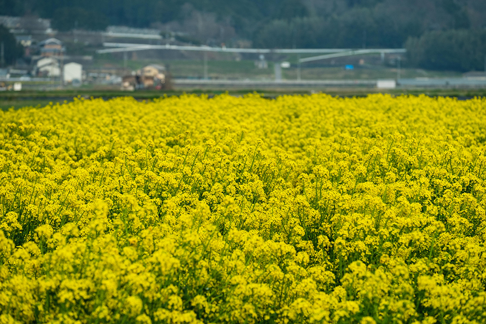 一面に広がる黄色と緑のコントラストちとせ菜ばなの里【亀岡市市観光】