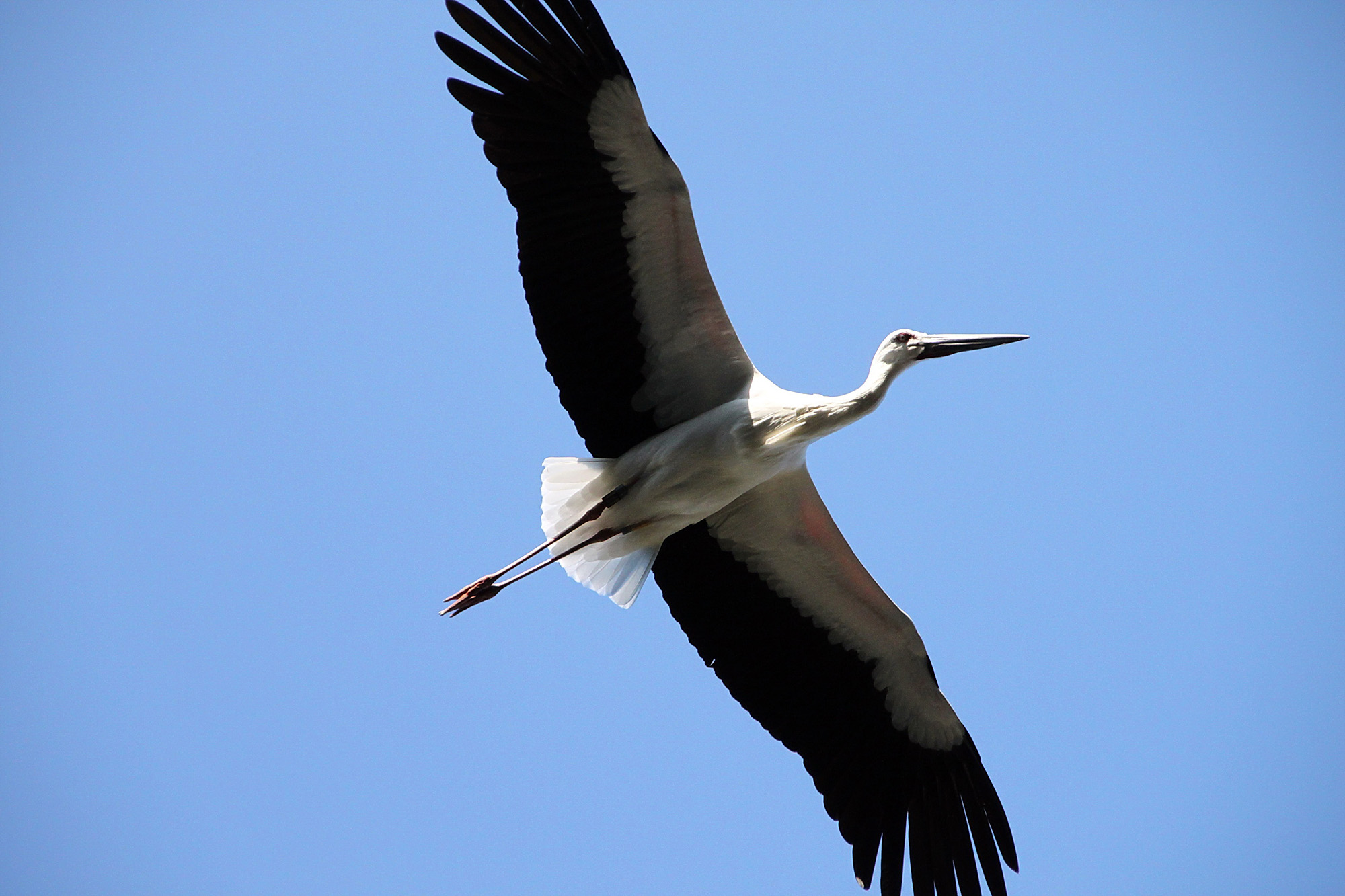 コウノトリ文化館