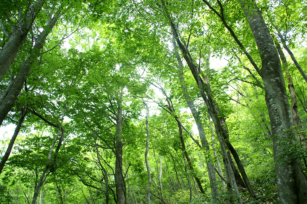 内山ブナ林
