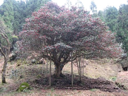 滝のツバキ公園